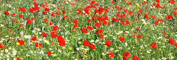 5.coquelicot-ok